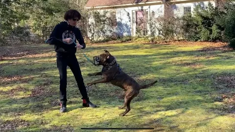Dog Aggression Trainers in Phoenix AZ: Helping Your Dog Live a Balanced Life